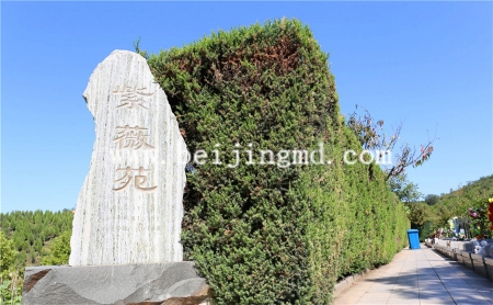 陵园环境