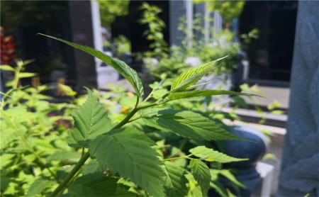 德陵公墓环境